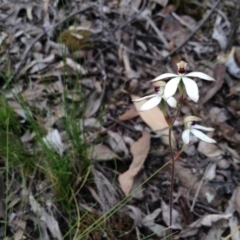 Caladenia cucullata (Lemon Caps) at Point 5820 - 8 Nov 2016 by annam