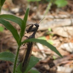 Mantispidae (family) (Unidentified mantisfly) at Isaacs Ridge - 5 Nov 2016 by Mike