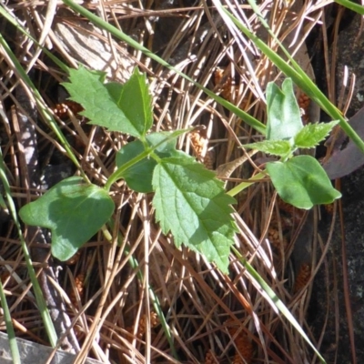 Celtis australis (Nettle Tree) at Isaacs, ACT - 5 Nov 2016 by Mike