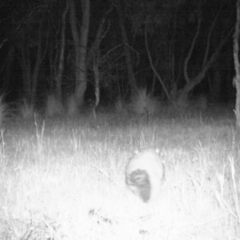 Trichosurus vulpecula (Common Brushtail Possum) at Gungahlin, ACT - 8 Nov 2016 by MulligansFlat1