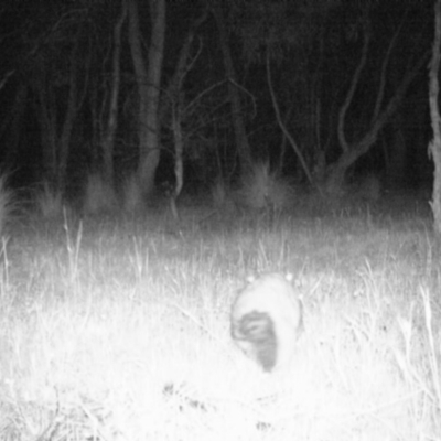 Trichosurus vulpecula (Common Brushtail Possum) at Gungahlin, ACT - 8 Nov 2016 by MulligansFlat1