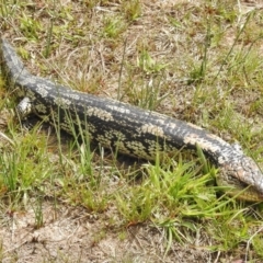 Tiliqua nigrolutea (Blotched Blue-tongue) at Namadgi National Park - 8 Nov 2016 by JohnBundock