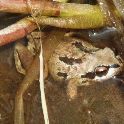 Litoria verreauxii verreauxii (Whistling Tree-frog) at Namadgi National Park - 8 Nov 2016 by JohnBundock
