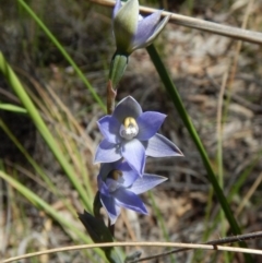 Thelymitra brevifolia (Short-leaf Sun Orchid) at Mount Painter - 4 Nov 2016 by CathB