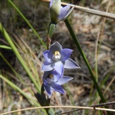 Thelymitra brevifolia (Short-leaf Sun Orchid) at Cook, ACT - 4 Nov 2016 by CathB