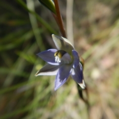 Thelymitra brevifolia at Cook, ACT - 4 Nov 2016