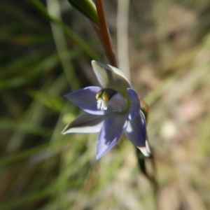 Thelymitra brevifolia at Cook, ACT - suppressed