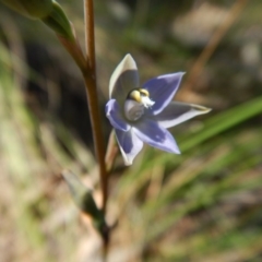 Thelymitra brevifolia at Cook, ACT - 4 Nov 2016