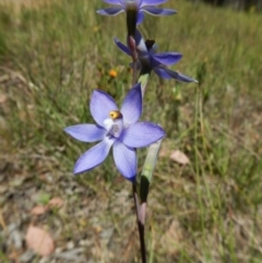 Thelymitra nuda (Scented Sun Orchid) at Cook, ACT - 4 Nov 2016 by CathB