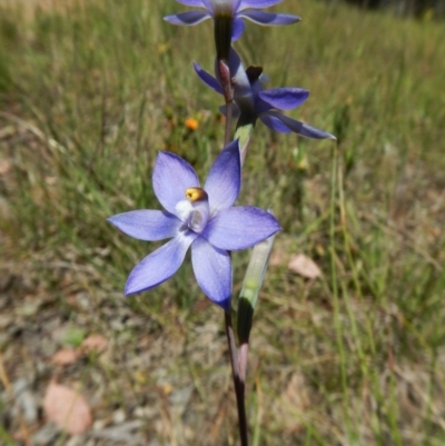 Thelymitra nuda (Scented Sun Orchid) at Cook, ACT - 4 Nov 2016 by CathB