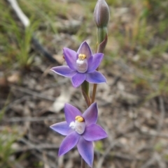 Thelymitra pauciflora (Slender Sun Orchid) at Mount Painter - 7 Nov 2016 by CathB