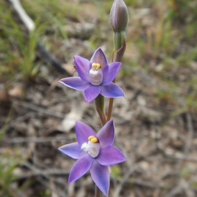 Thelymitra pauciflora (Slender Sun Orchid) at Cook, ACT - 7 Nov 2016 by CathB