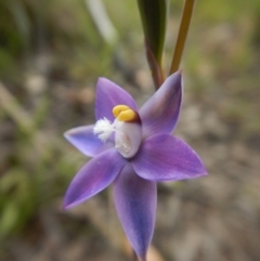 Thelymitra pauciflora at Cook, ACT - 8 Nov 2016