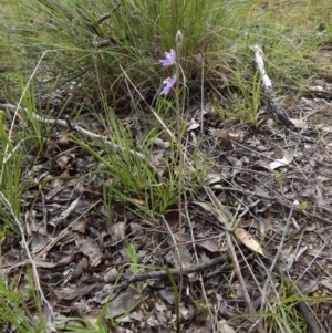 Thelymitra pauciflora at Cook, ACT - 8 Nov 2016