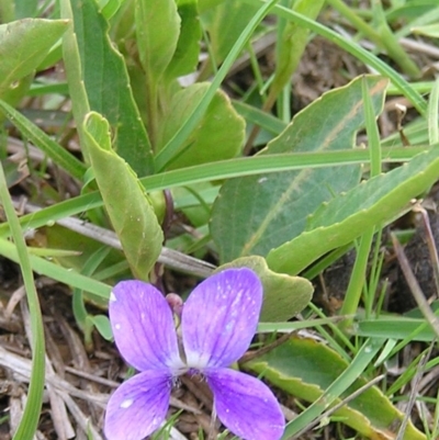 Viola betonicifolia (Mountain Violet) at Mount Taylor - 25 Sep 2009 by MatthewFrawley