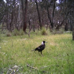 Gymnorhina tibicen (Australian Magpie) at Mulligans Flat - 8 Nov 2016 by MulligansFlat1