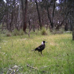 Gymnorhina tibicen at Gungahlin, ACT - 9 Nov 2016 12:00 AM