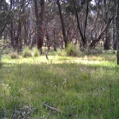 Unidentified at Mulligans Flat - 8 Nov 2016 by MulligansFlat1