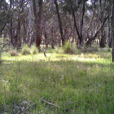 Unidentified at Mulligans Flat - 8 Nov 2016 by MulligansFlat1