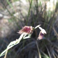 Calochilus platychilus (Purple Beard Orchid) at Aranda Bushland - 6 Nov 2016 by MichaelMulvaney