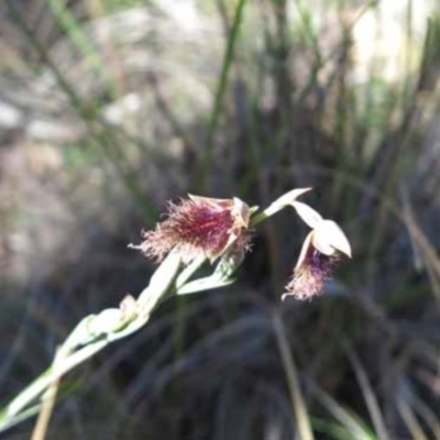 Calochilus platychilus (Purple Beard Orchid) at Point 73 - 7 Nov 2016 by MichaelMulvaney