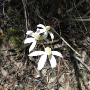 Caladenia moschata at Point 73 - 7 Nov 2016