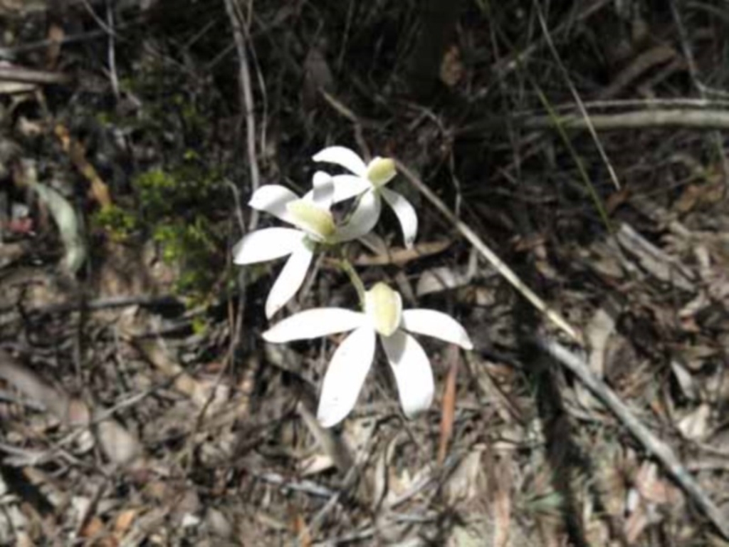 Caladenia moschata at Point 73 - 7 Nov 2016