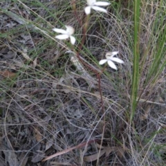 Caladenia moschata (Musky Caps) at Point 73 - 7 Nov 2016 by MichaelMulvaney