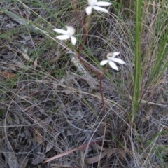 Caladenia moschata (Musky Caps) at Aranda Bushland - 6 Nov 2016 by MichaelMulvaney