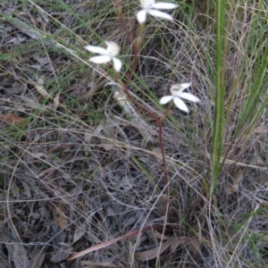 Caladenia moschata at Point 73 - 7 Nov 2016