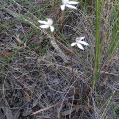 Caladenia moschata (Musky Caps) at Point 73 - 7 Nov 2016 by MichaelMulvaney