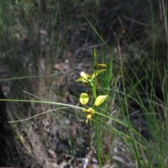 Diuris sulphurea (Tiger Orchid) at Point 73 - 7 Nov 2016 by MichaelMulvaney