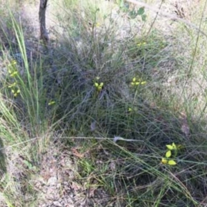 Diuris sulphurea at Point 73 - 7 Nov 2016