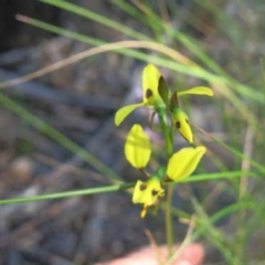 Diuris sulphurea (Tiger Orchid) at Aranda Bushland - 6 Nov 2016 by MichaelMulvaney