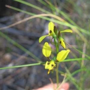 Diuris sulphurea at Point 5813 - suppressed