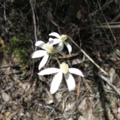 Caladenia moschata (Musky Caps) at Point 5813 - 7 Nov 2016 by MichaelMulvaney