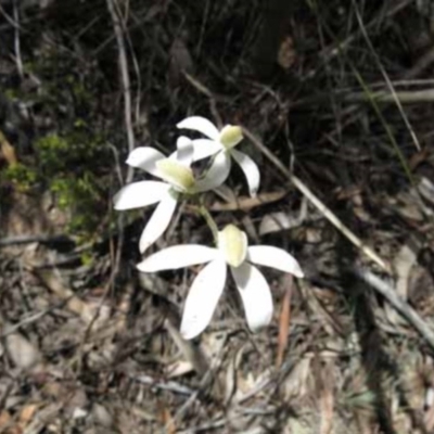 Caladenia moschata (Musky Caps) at Belconnen, ACT - 7 Nov 2016 by MichaelMulvaney