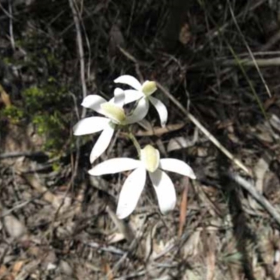 Caladenia moschata (Musky Caps) at Point 4376 - 7 Nov 2016 by MichaelMulvaney