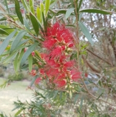 Callistemon (genus) (A Bottlebrush) at Tura Beach, NSW - 9 Nov 2016 by mstevenson