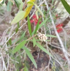 Callistemon sp. at Tura Beach, NSW - 9 Nov 2016