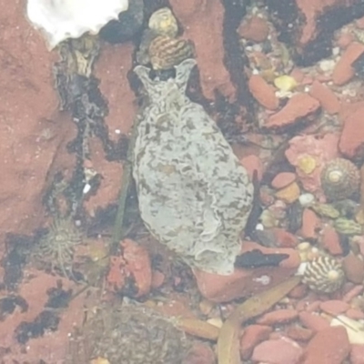 Aplysia sydneyensis (Aplysia sydneyensis) at Merimbula, NSW - 9 Nov 2016 by mstevenson