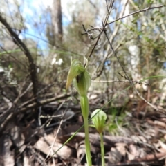 Pterostylis nutans (Nodding Greenhood) at Burrinjuck Nature Reserve - 28 Sep 2016 by RyuCallaway