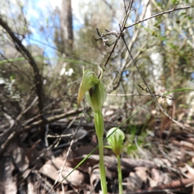 Pterostylis nutans (Nodding Greenhood) at Burrinjuck, NSW - 28 Sep 2016 by RyuCallaway