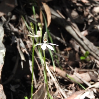 Caladenia carnea (Pink Fingers) at Burrinjuck, NSW - 28 Sep 2016 by ArcherCallaway