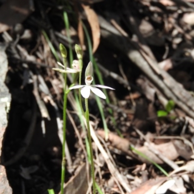 Caladenia carnea (Pink Fingers) at Burrinjuck Nature Reserve - 28 Sep 2016 by RyuCallaway