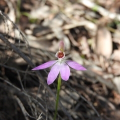 Caladenia carnea (Pink Fingers) at Burrinjuck Nature Reserve - 28 Sep 2016 by RyuCallaway