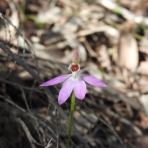 Caladenia carnea at Burrinjuck, NSW - 28 Sep 2016