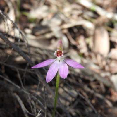 Caladenia carnea (Pink Fingers) at Burrinjuck, NSW - 28 Sep 2016 by ArcherCallaway