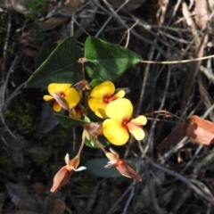 Platylobium montanum subsp. montanum (Mountain Flat Pea) at Burrinjuck, NSW - 28 Sep 2016 by RyuCallaway