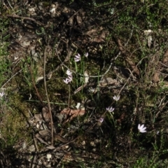 Caladenia carnea (Pink Fingers) at Burrinjuck, NSW - 28 Sep 2016 by ArcherCallaway
